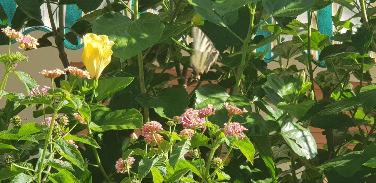 גאליפולי Appartamento Con Giardino Sul Mare מראה חיצוני תמונה